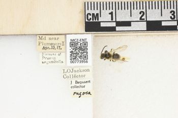Media type: image;   Entomology 773956 Aspect: Labels